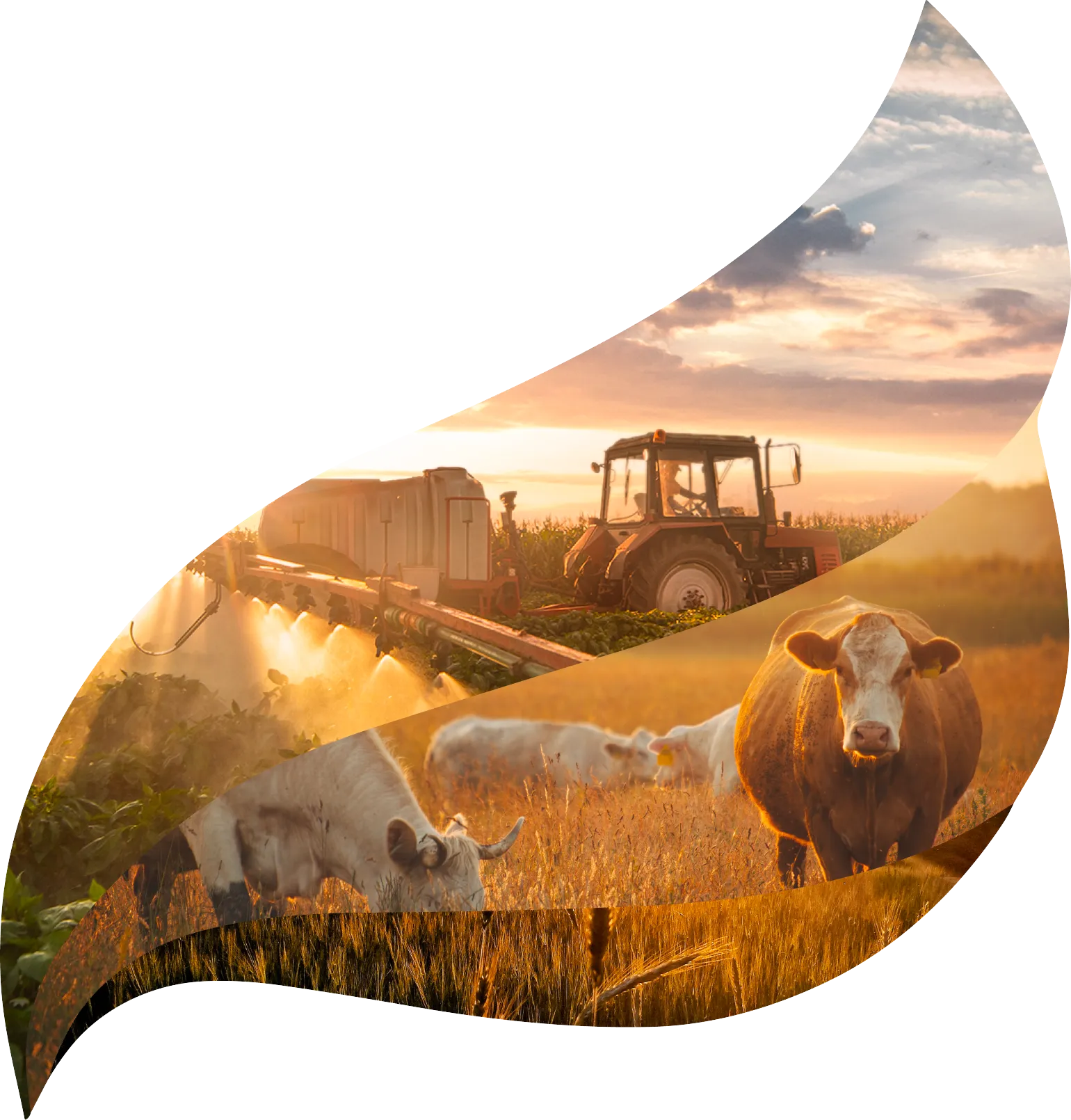 Bois e fazendas com o símbolo da NortInvest